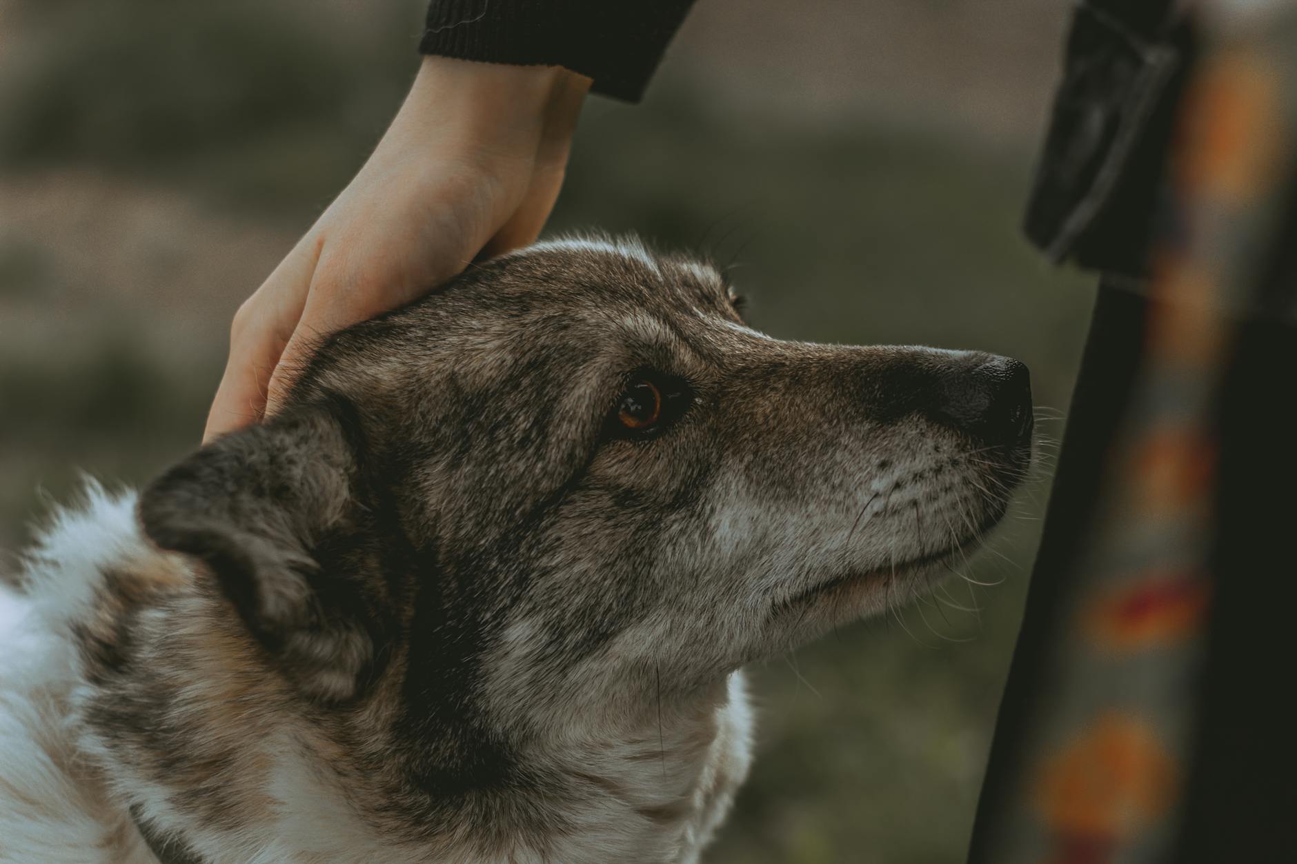 וואלהונד שוודי