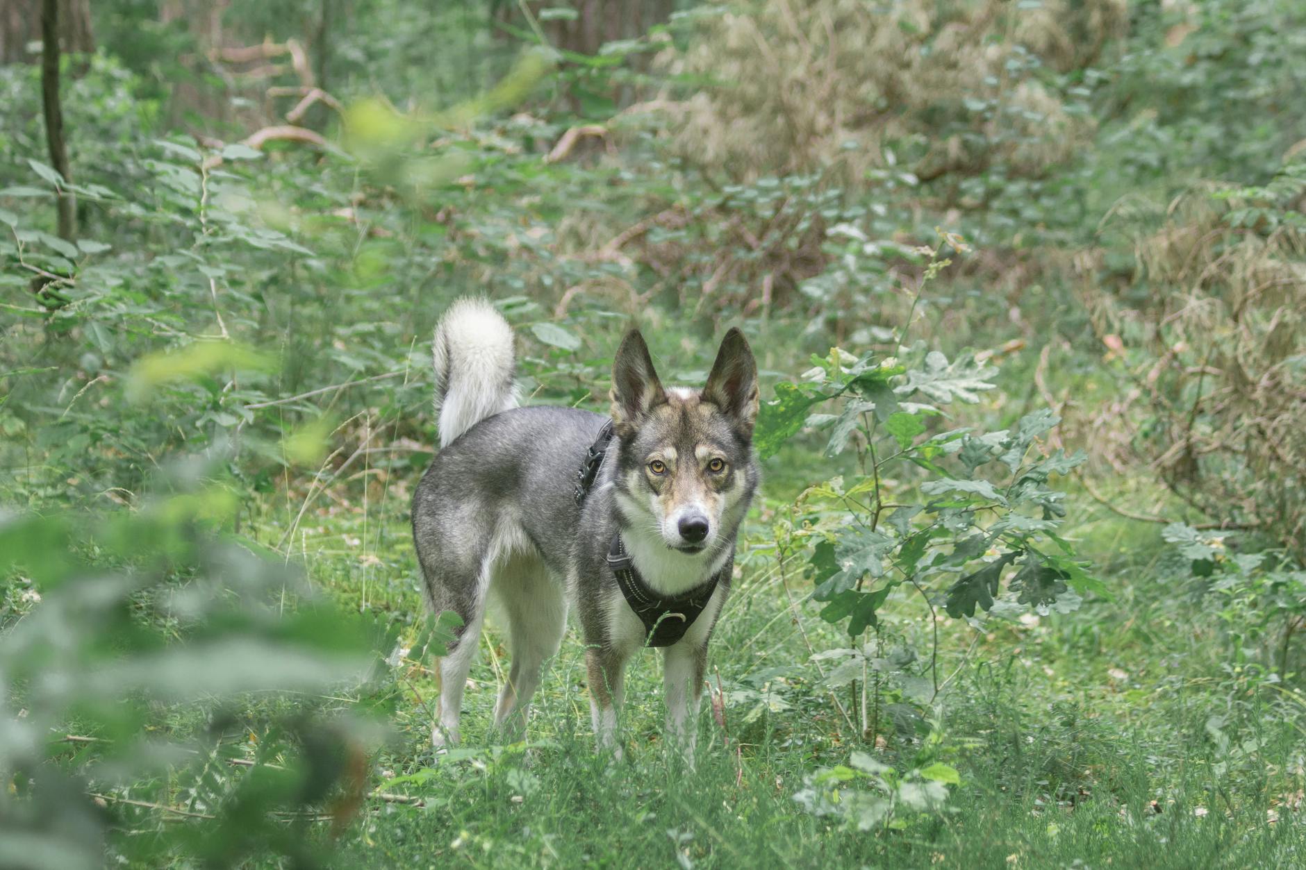 וואלהונד שוודי