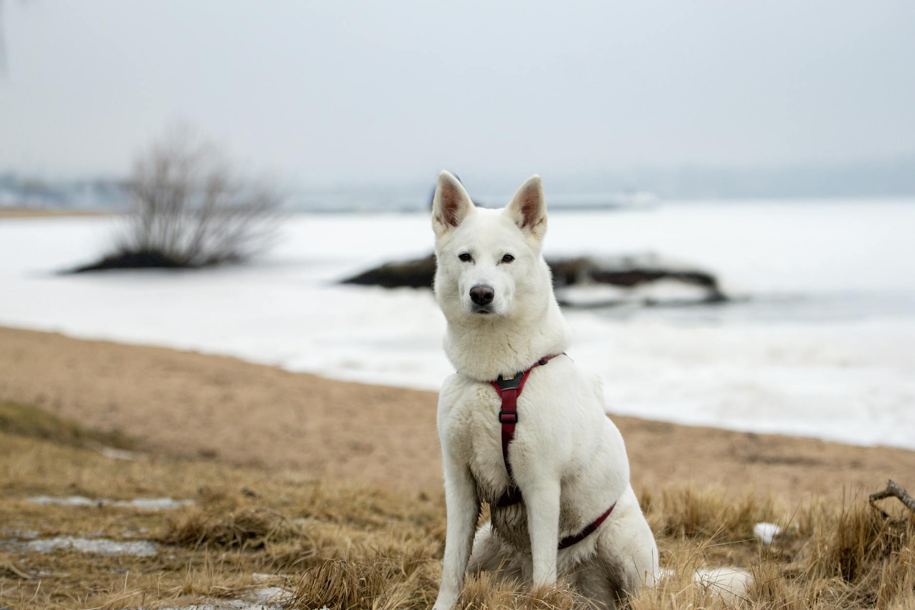 וואלהונד שוודי