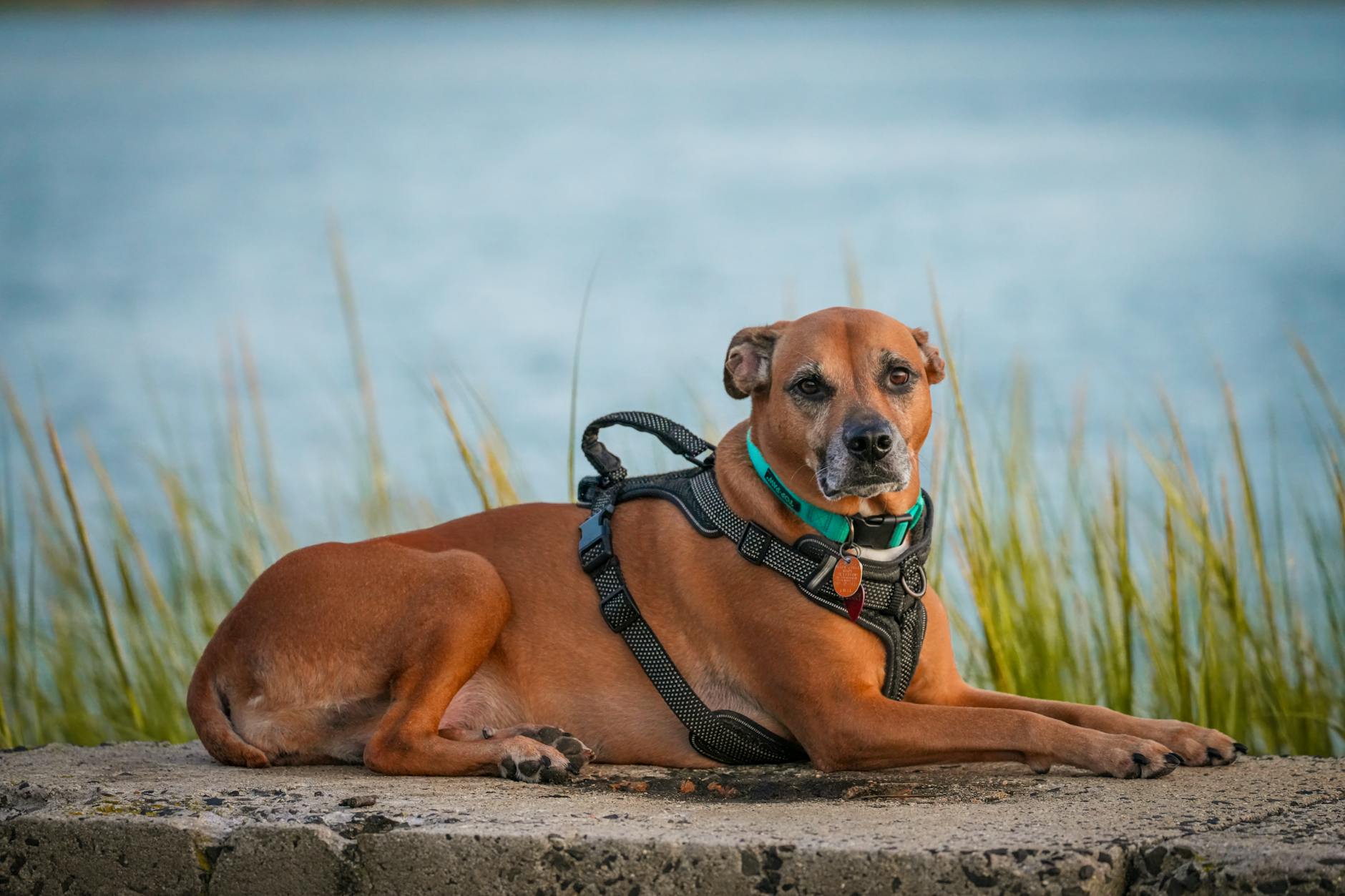 רידג'בק תאילנדי