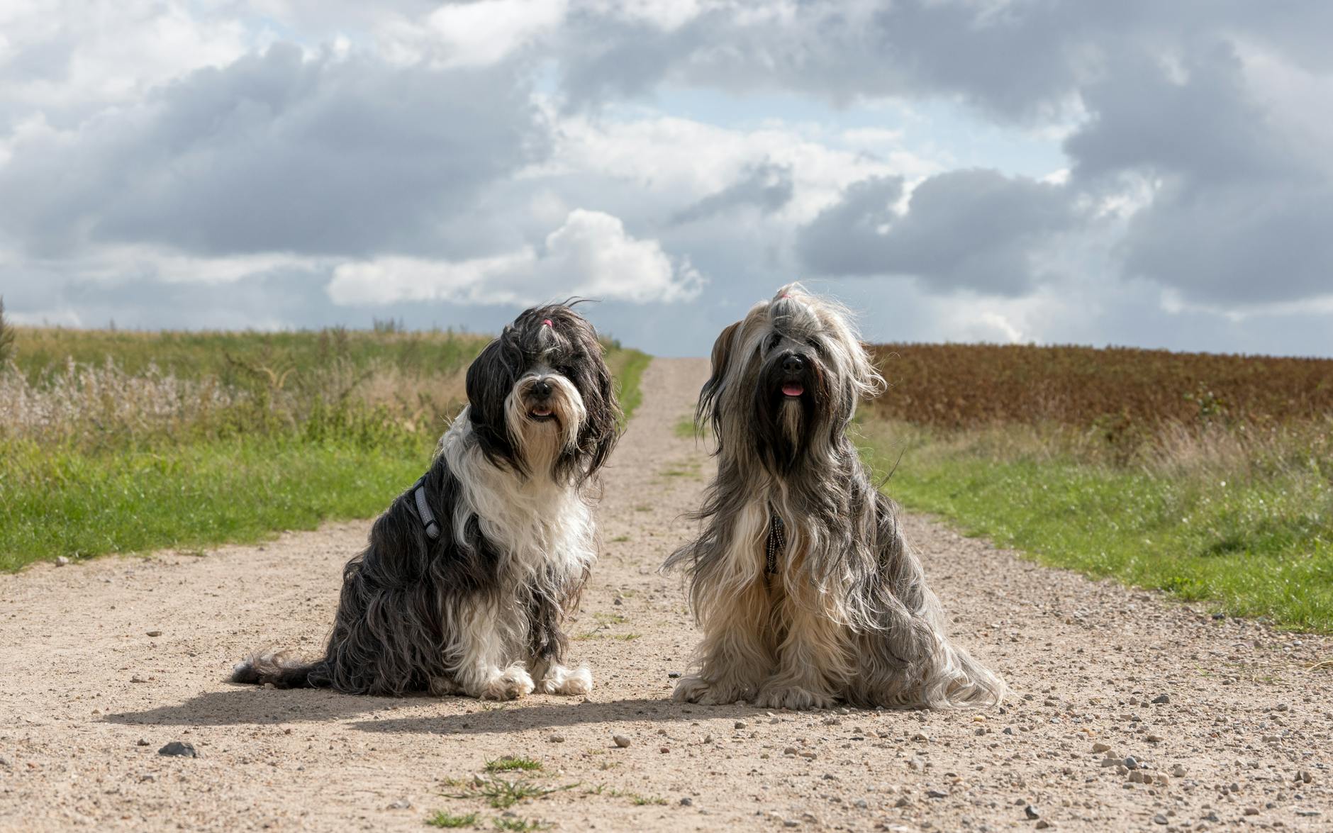 טרייר טיבטי