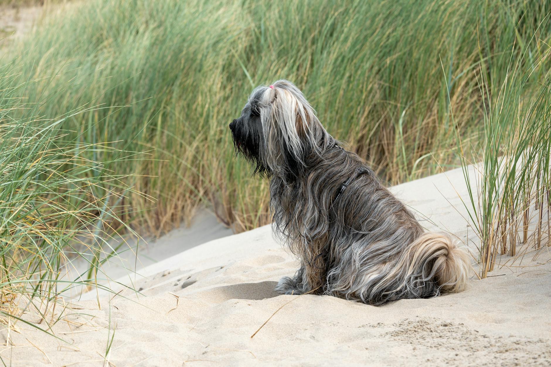 טרייר טיבטי