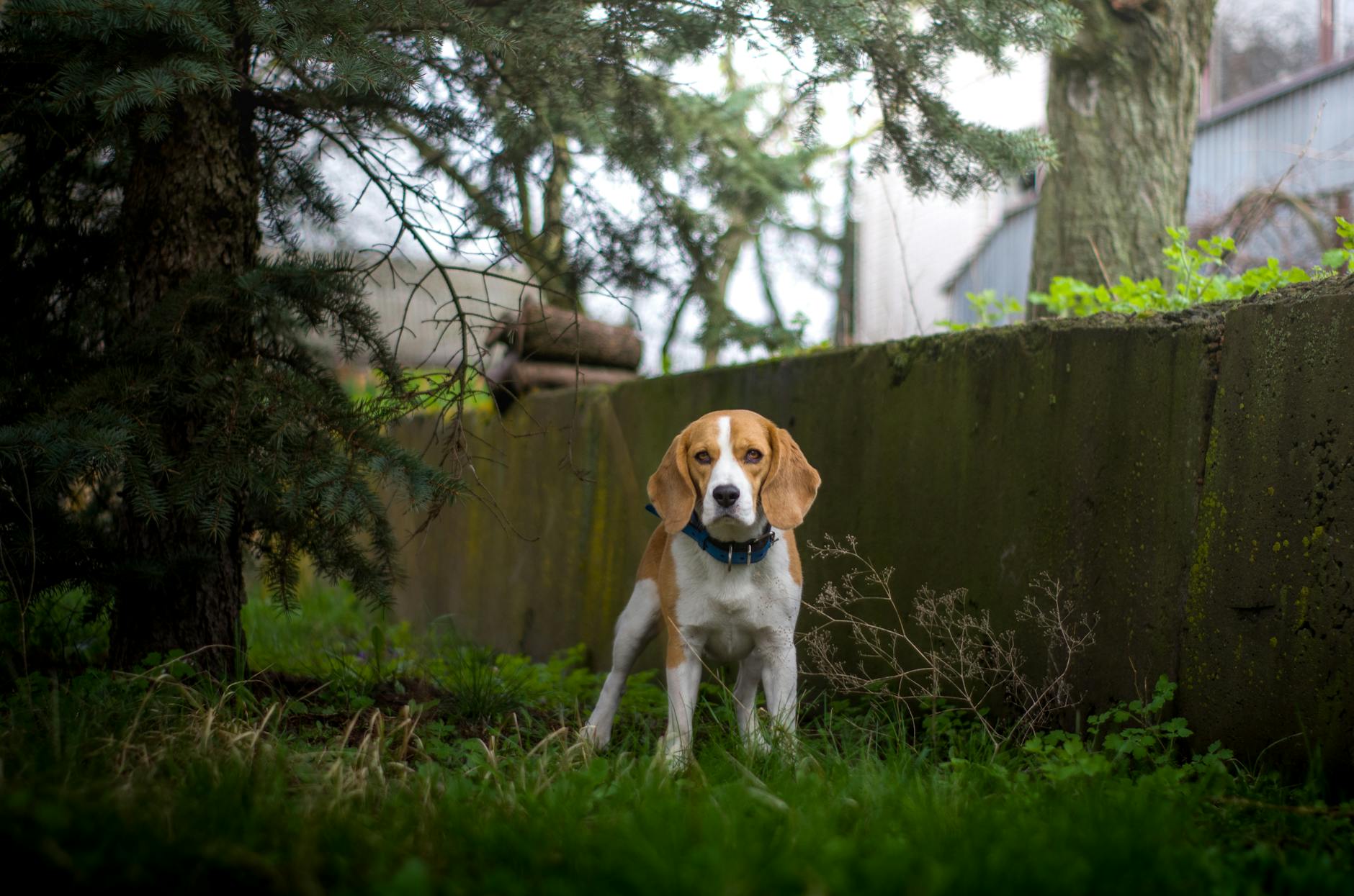 טריאינג ווקר קונהאונד