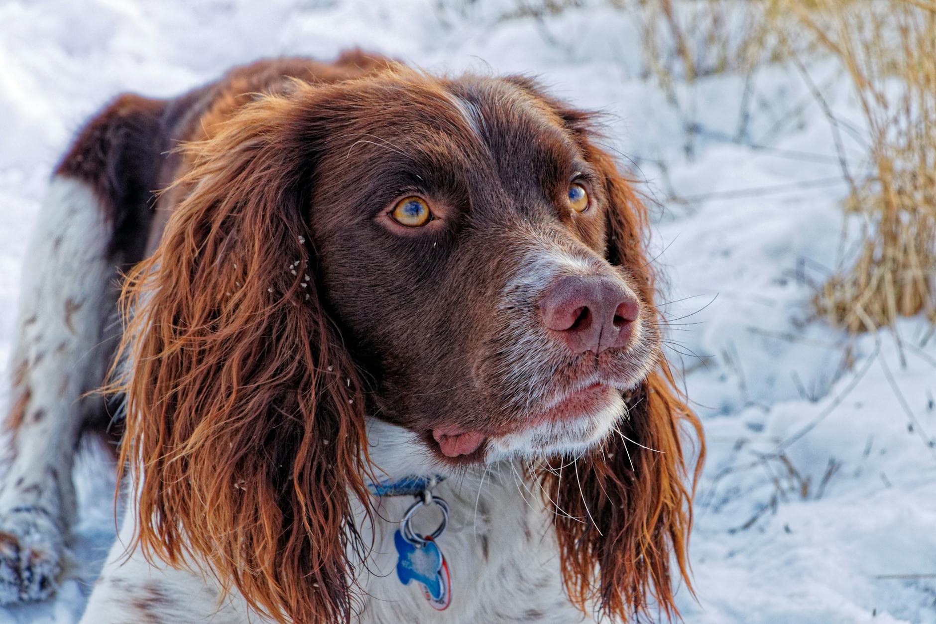 ספניאל ספרינגר וולשי