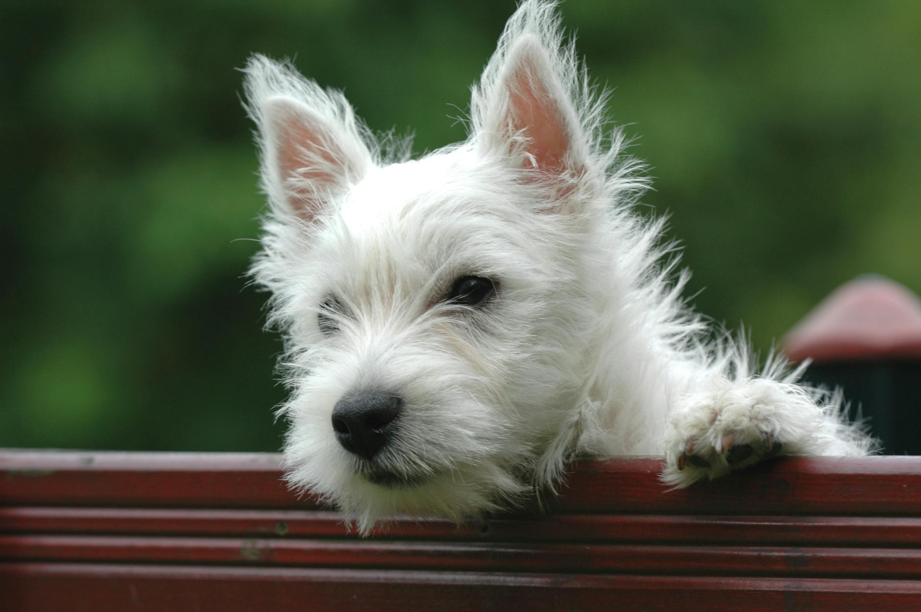 ווסט היילנד ווייט טרייר (ווסטי)