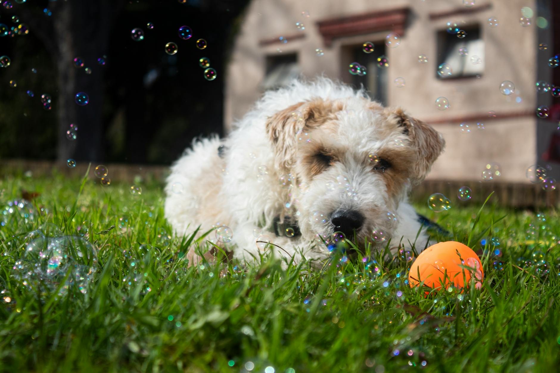 וויר פוקס טרייר