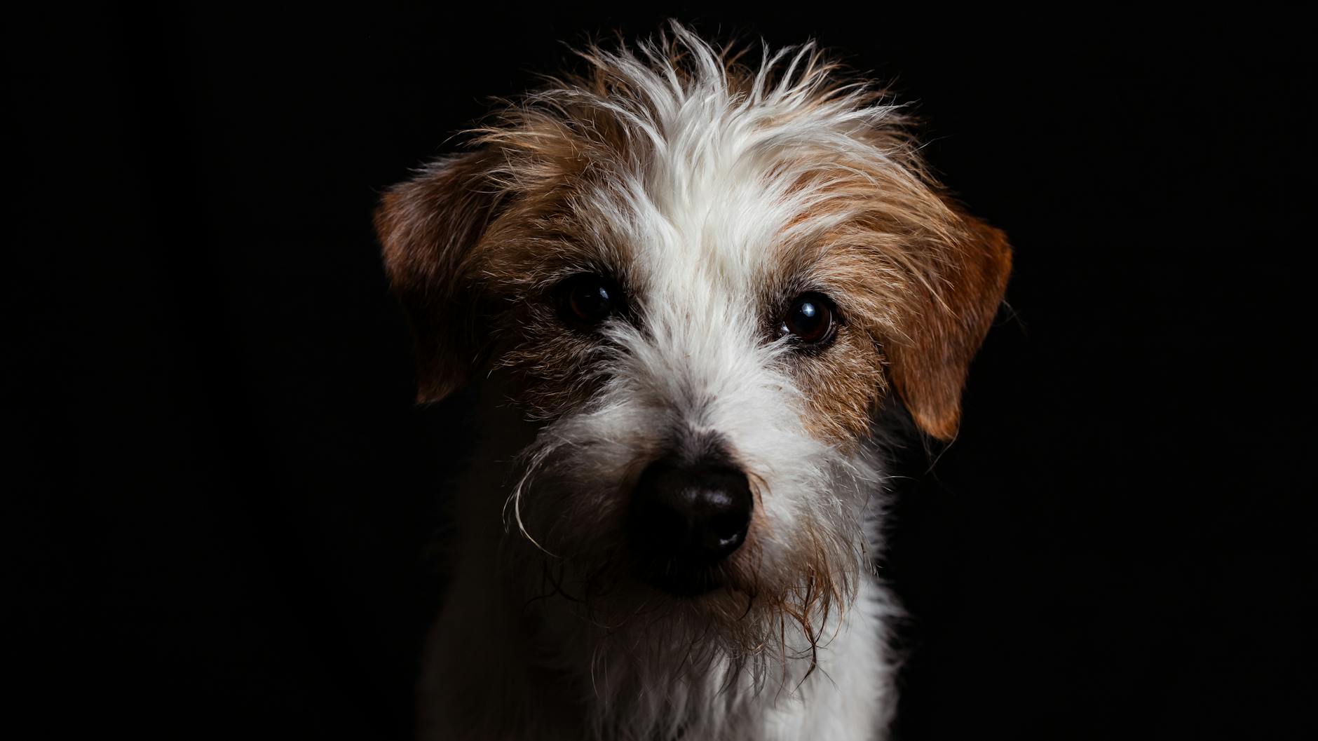 וויר פוקס טרייר