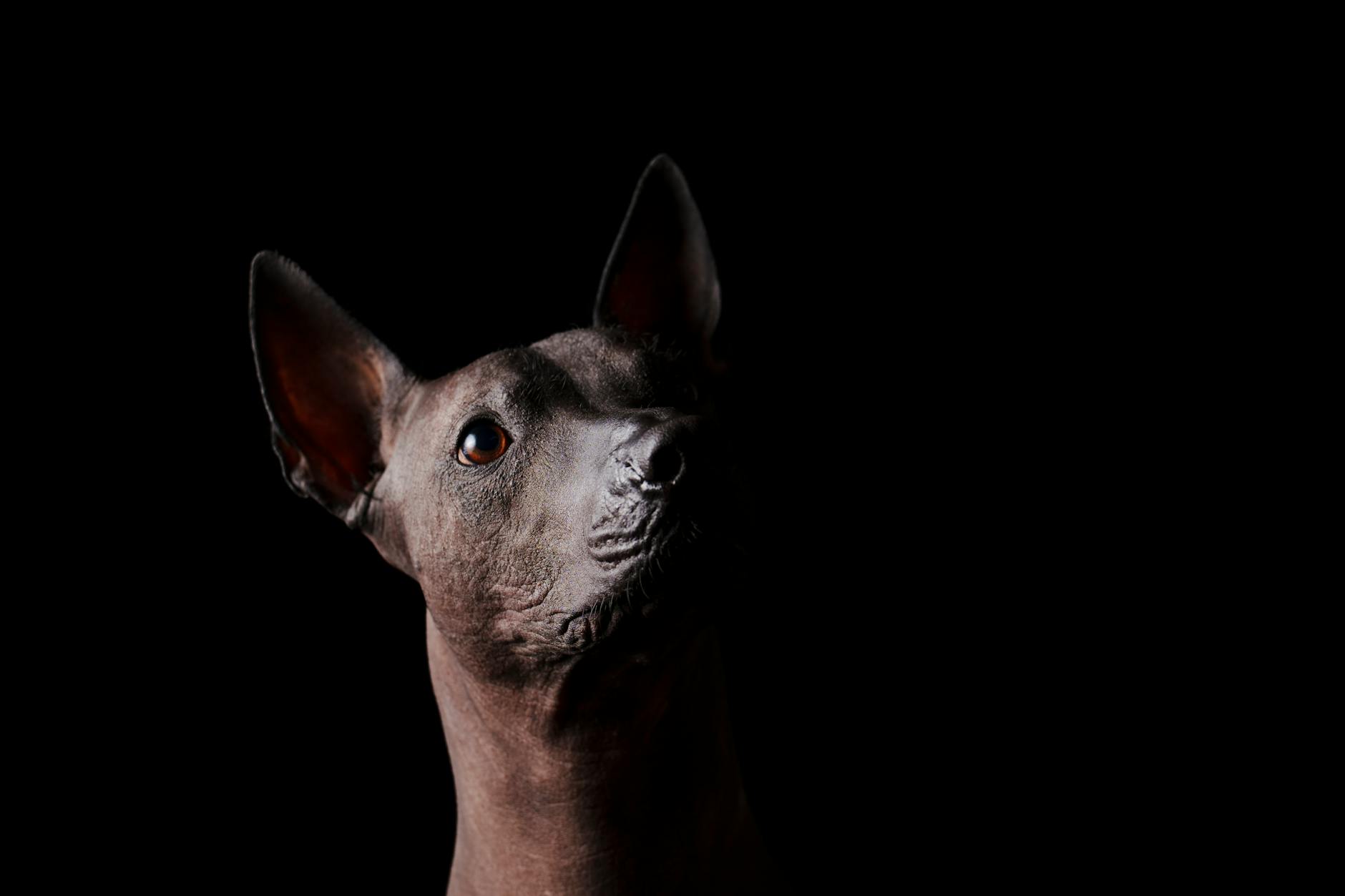 שולויצקווינטלי