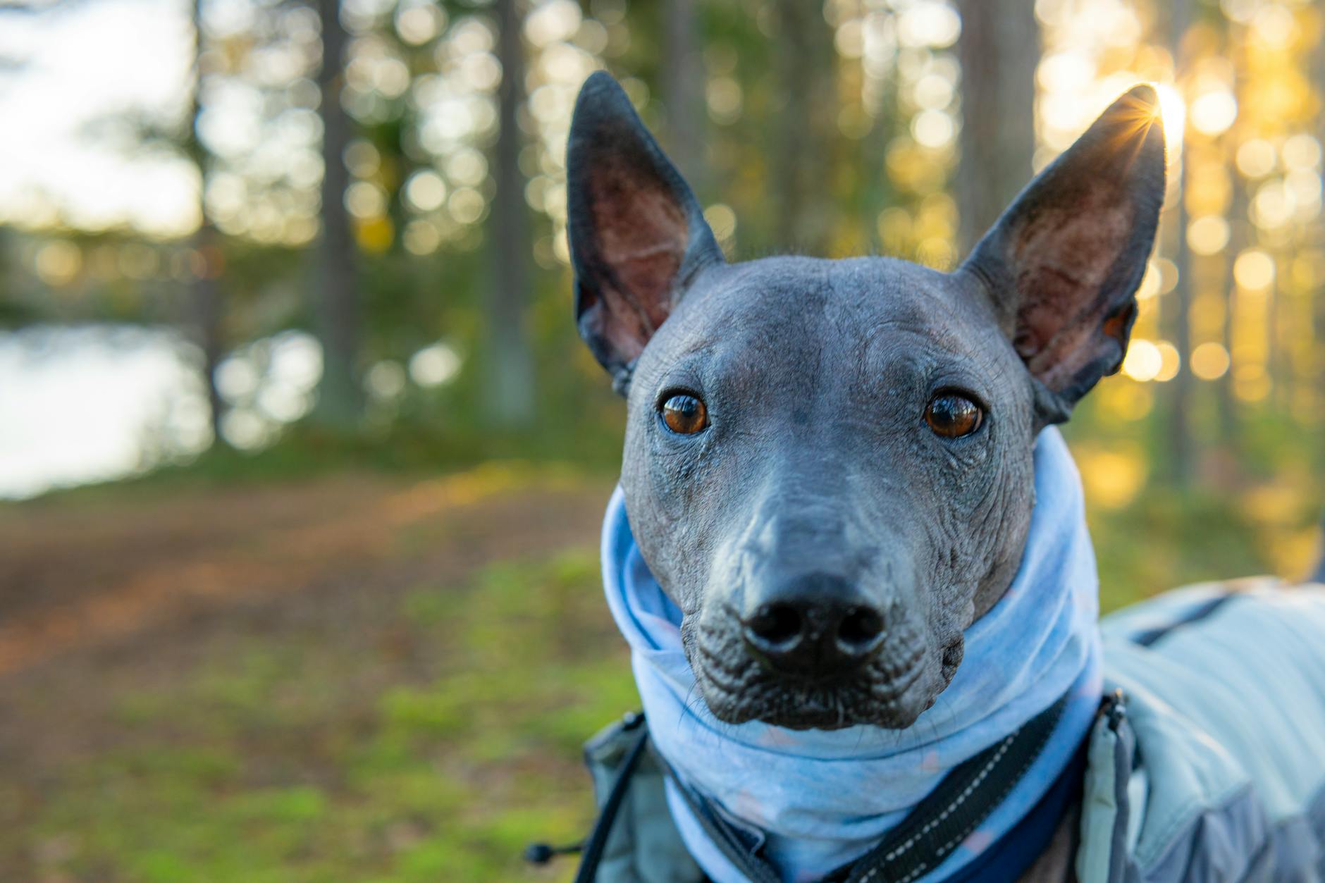 שולויצקווינטלי