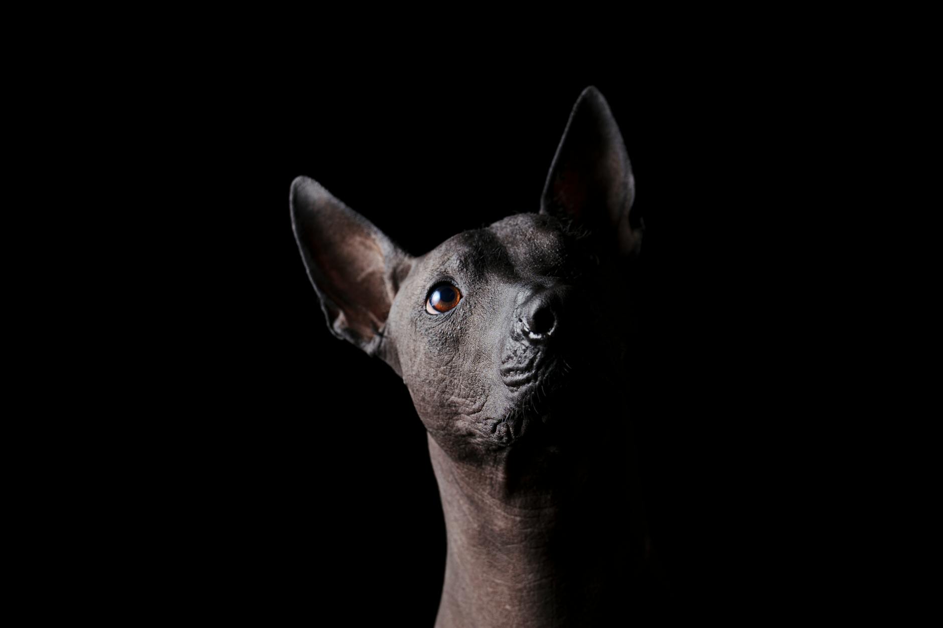 שולויצקווינטלי