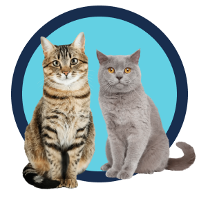 אדוונס אפיניטי Adult Cat Food - מזון יבש לחתולים