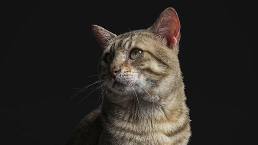 פרו פלאן Cat Delicate Digestion - מזון יבש לחתולים