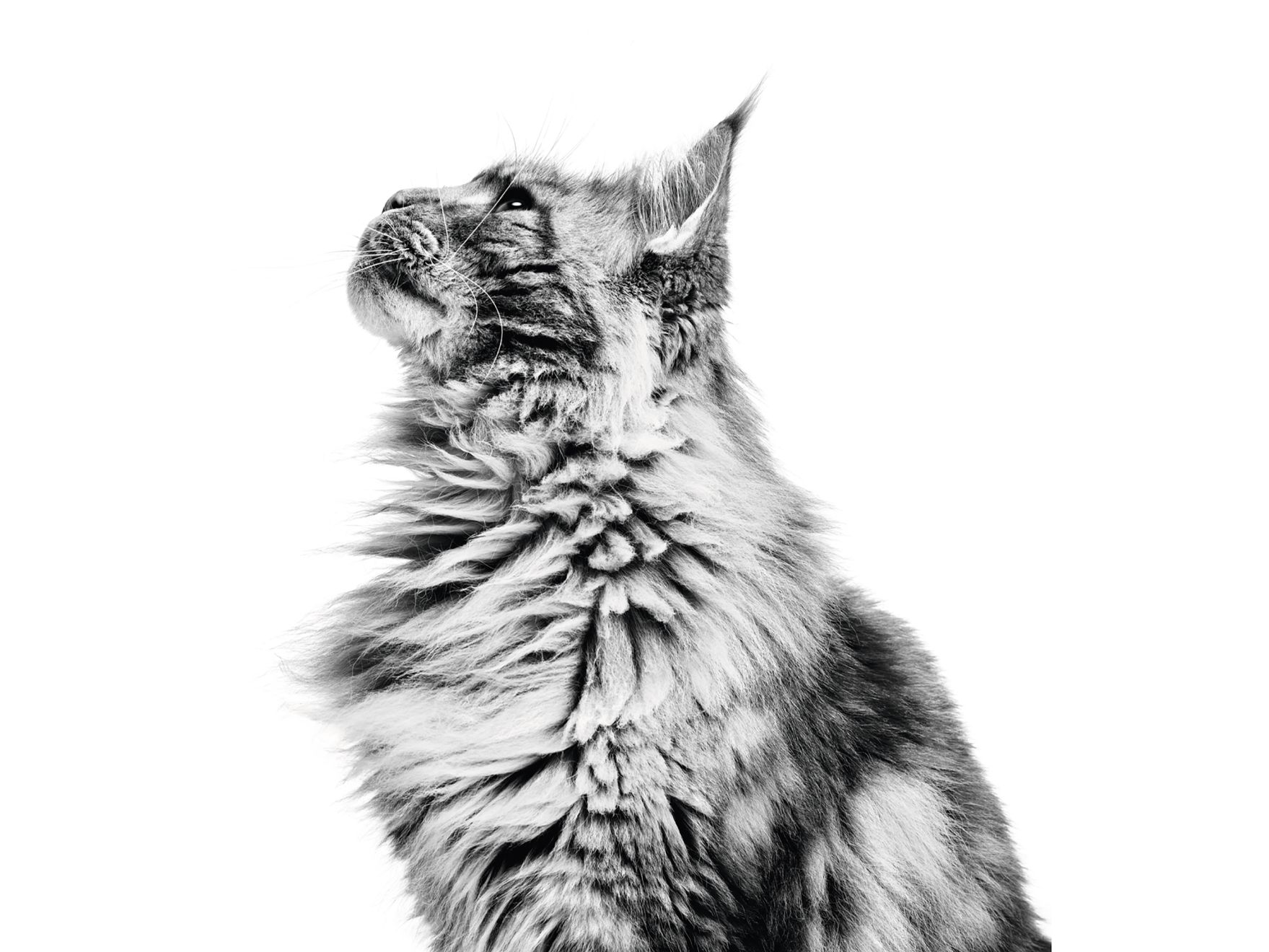 רויאל קנין Feline Breed Nutrition - מזון יבש לחתולים