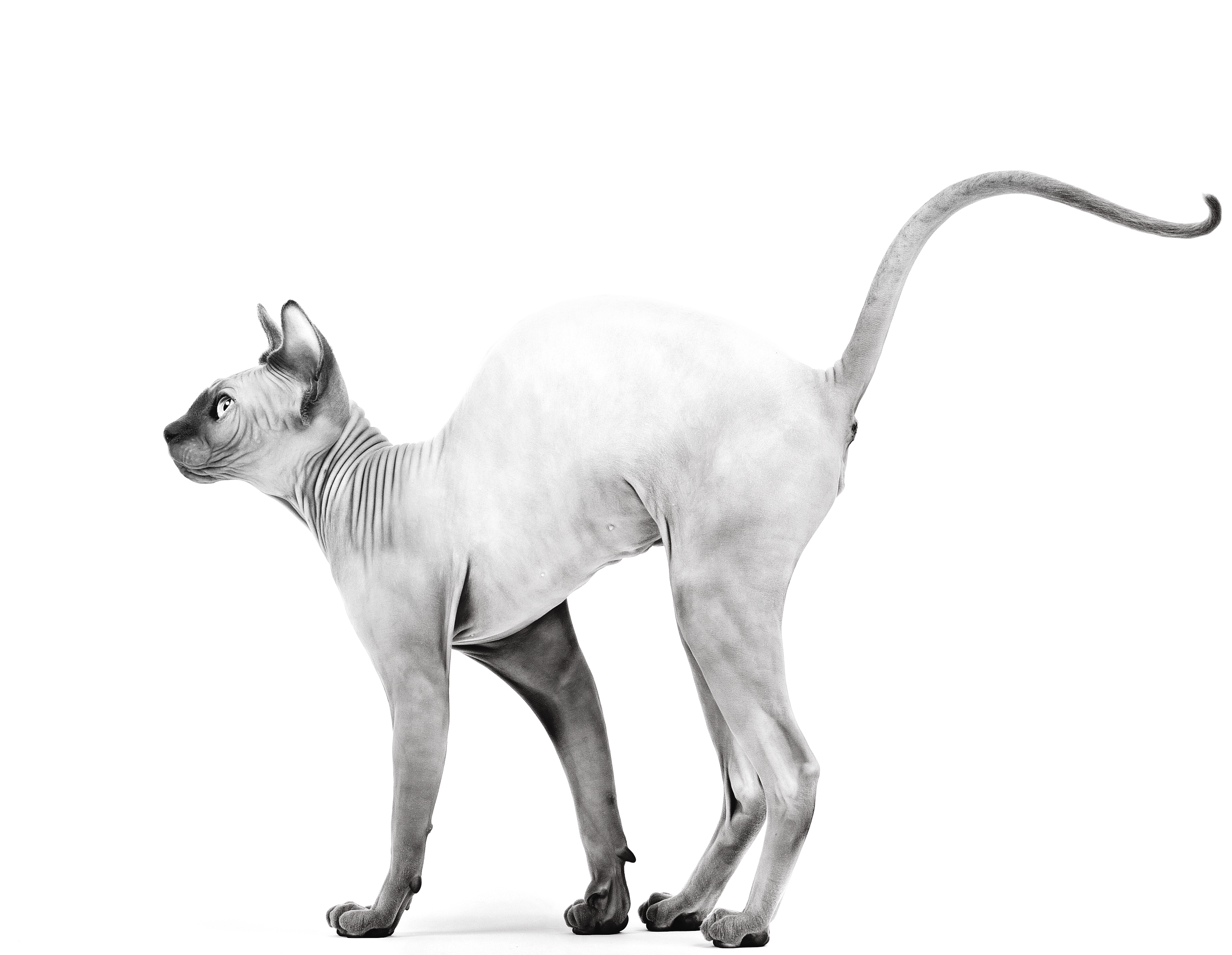 רויאל קנין Sphynx - מזון יבש לחתולים
