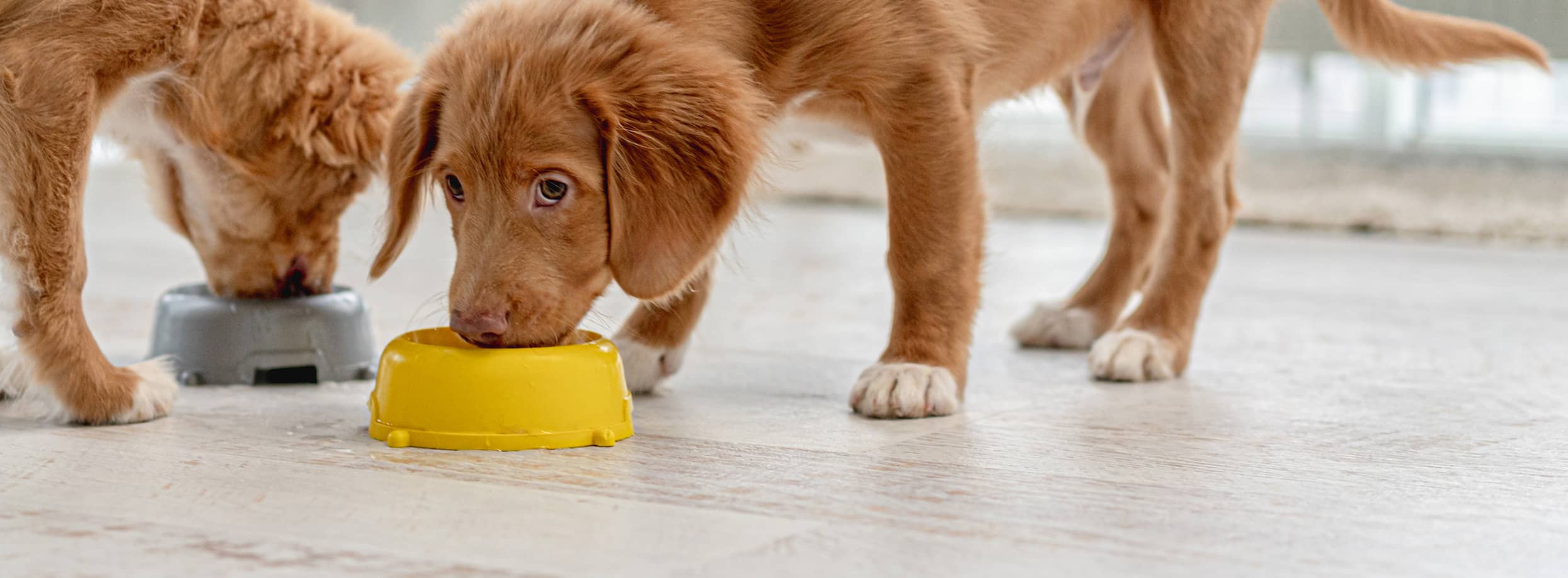 אוונטיס Original - מזון יבש לכלבים