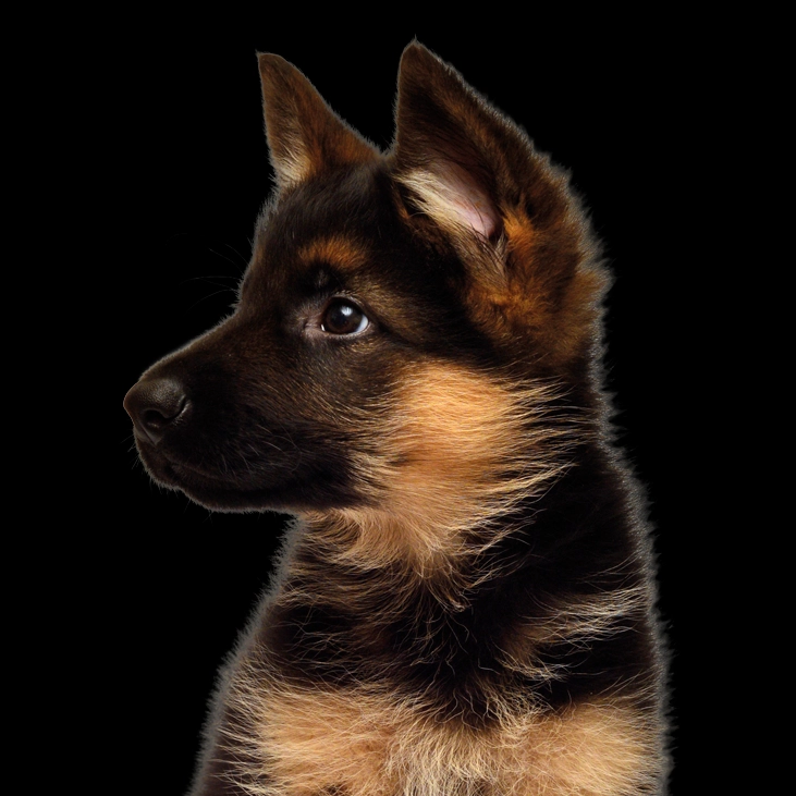 קודו LAMB & RICE medium & maxi JUNIOR - מזון יבש לכלבים