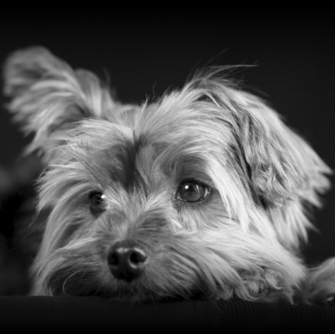 קודו Mini Adult Small Breed - מזון יבש לכלבים