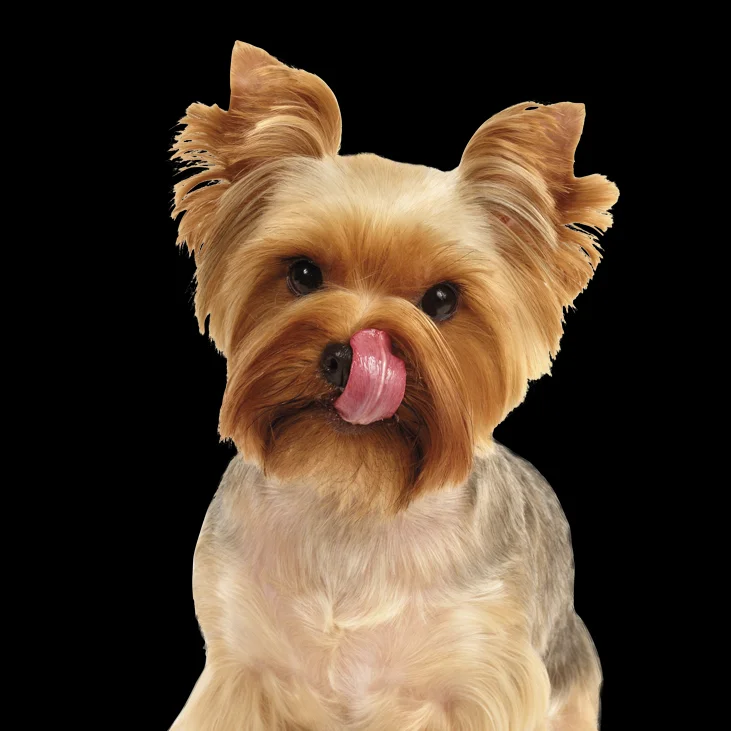 קודו Turkey & Duck Mini Adult - מזון יבש לכלבים