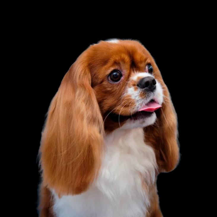 קודו Adriatic Fish Mini Adult - מזון יבש לכלבים