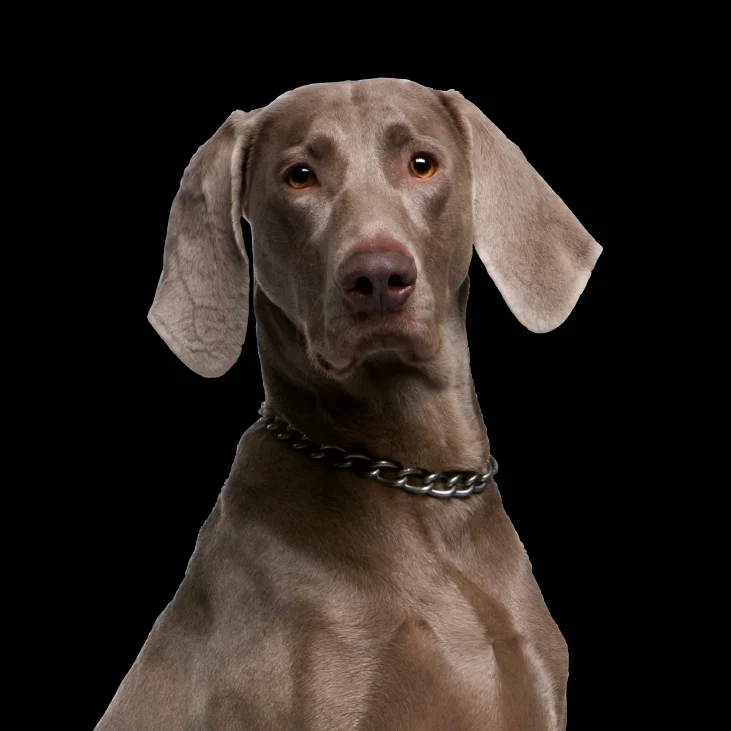 קודו Red Meat & Vegetables Medium & Maxi Adult - מזון יבש לכלבים