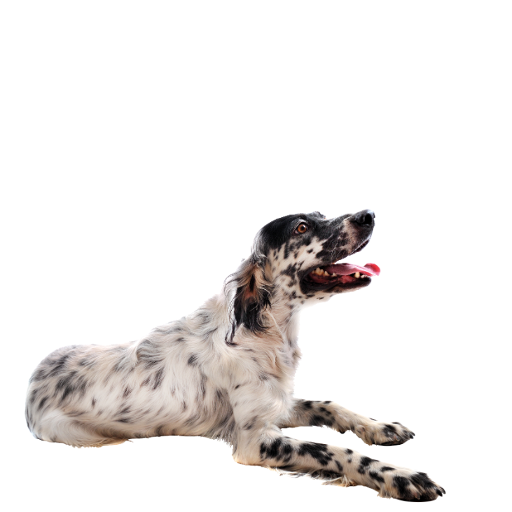 קודו Chicken & Vegetables Adult All Breeds - מזון יבש לכלבים