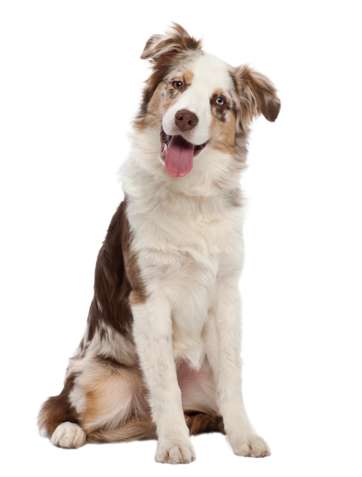 קודו Turkey & Duck Medium & Maxi Adult - מזון יבש לכלבים