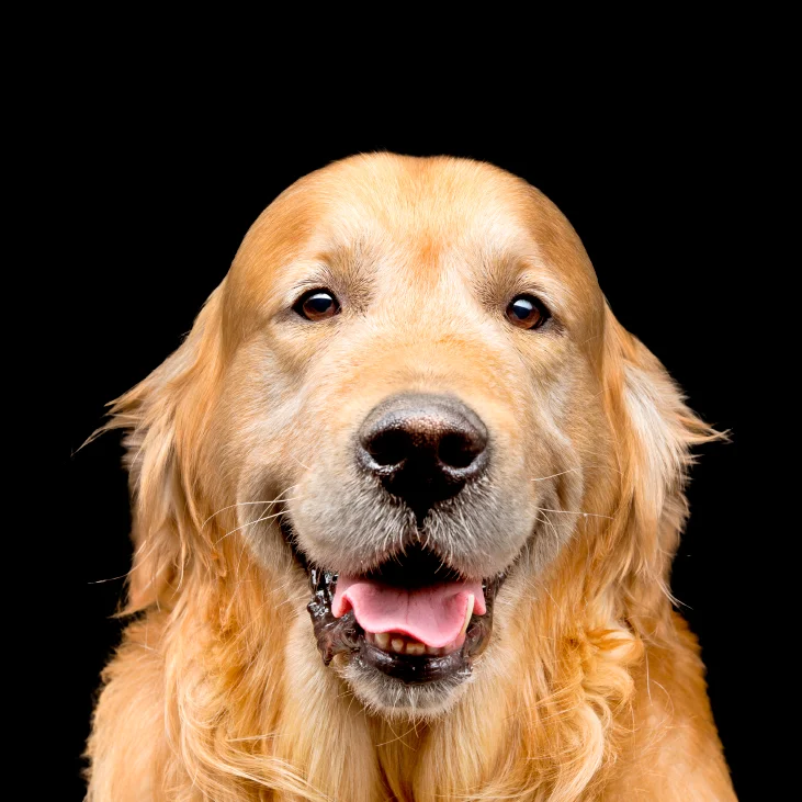 קודו TURKEY & DUCK SENIOR / LIGHT - מזון יבש לכלבים