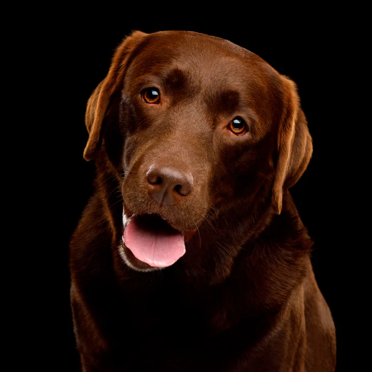 קודו Adriatic Fish Medium & Maxi Adult - מזון יבש לכלבים