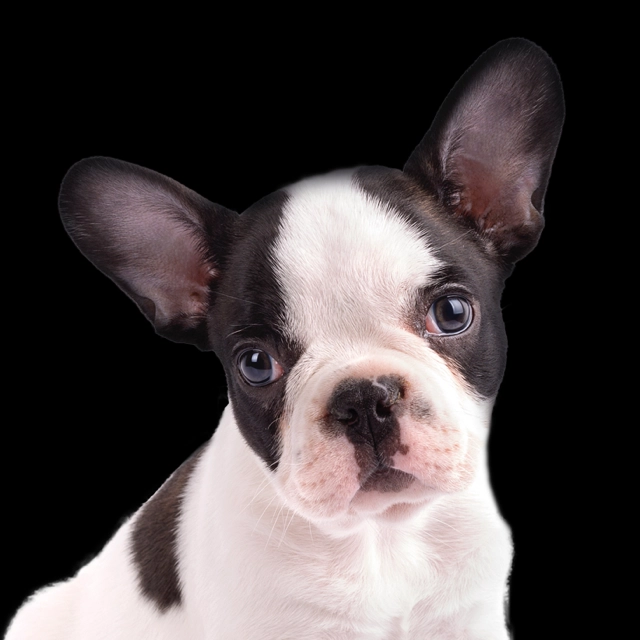 קודו LAMB & RICE mini JUNIOR - מזון יבש לכלבים