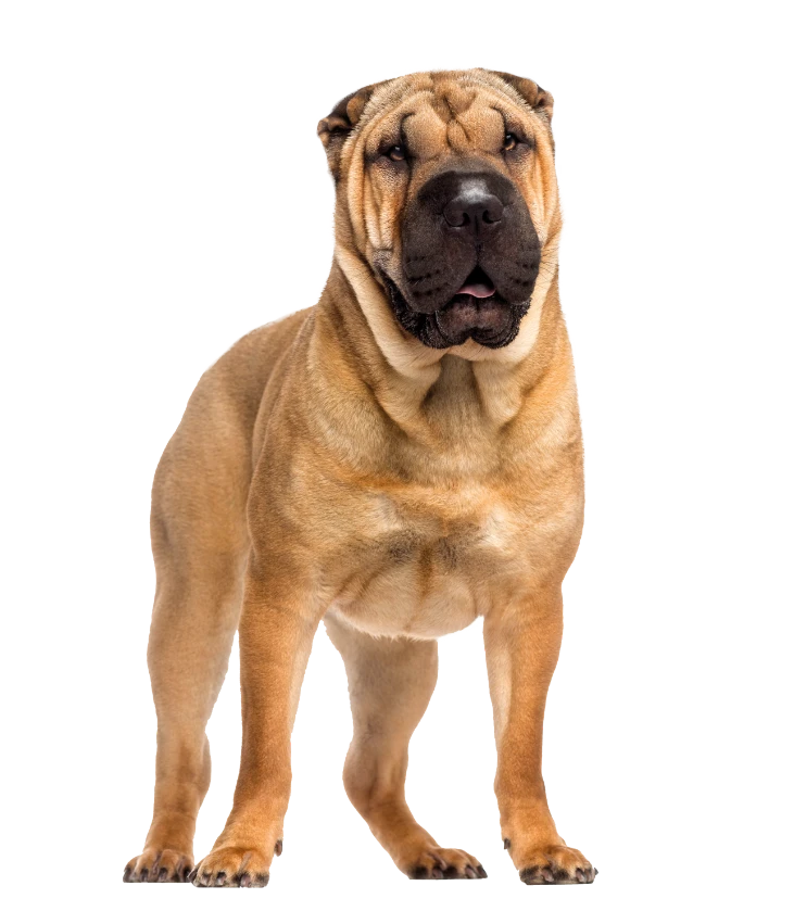 קודו Adriatic Fish Senior/ Light - מזון יבש לכלבים