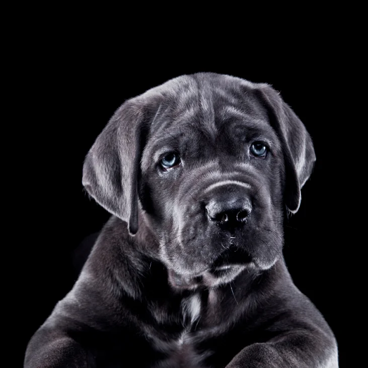 קודו TURKEY & DUCK medium & maxi JUNIOR - מזון יבש לכלבים