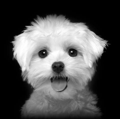 קודו MINI PUPPY & JUNIOR SMALL BREED - מזון יבש לכלבים