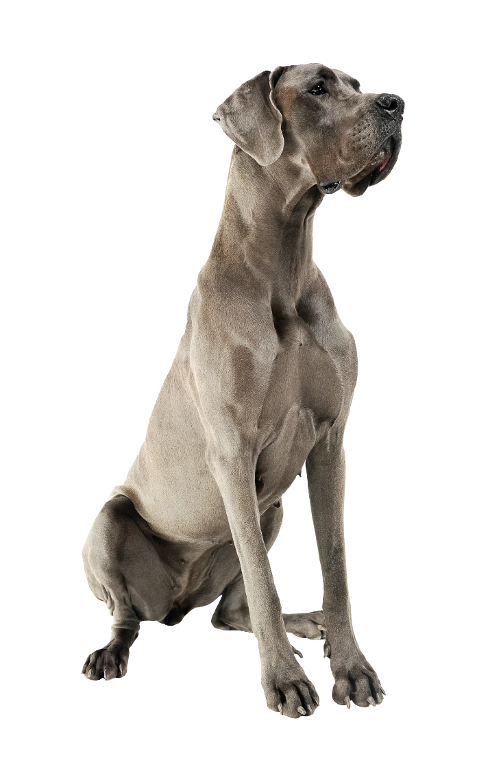 קודו LAMB & RICE medium & maxi ADULT - מזון יבש לכלבים