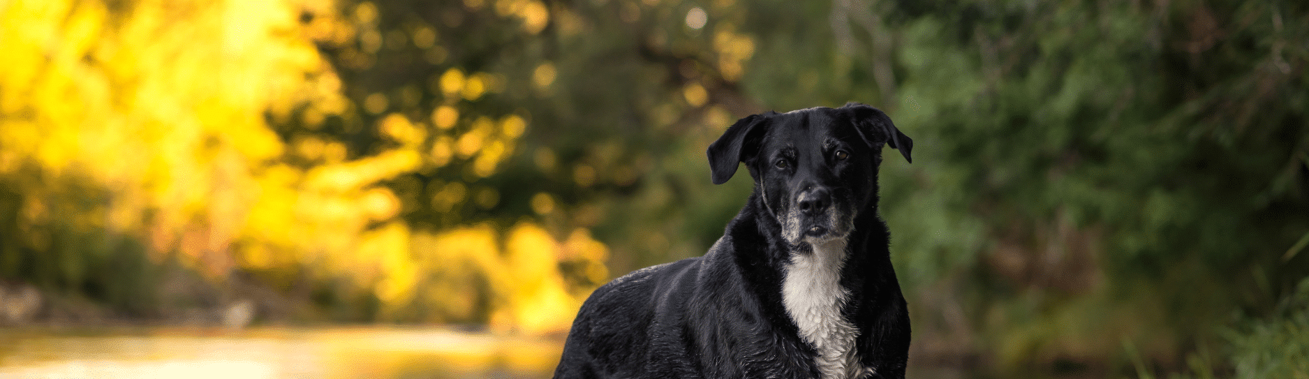 נוטריאנס Original Chicken and Rice Food for Dogs | Medium Breed - מזון יבש לכלבים