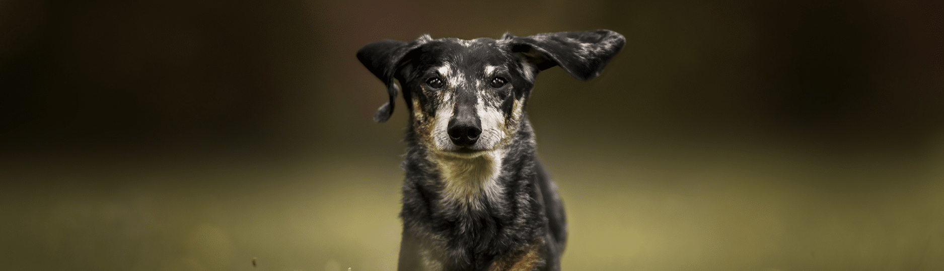 נוטריאנס Original Chicken and Rice - מזון יבש לכלבים