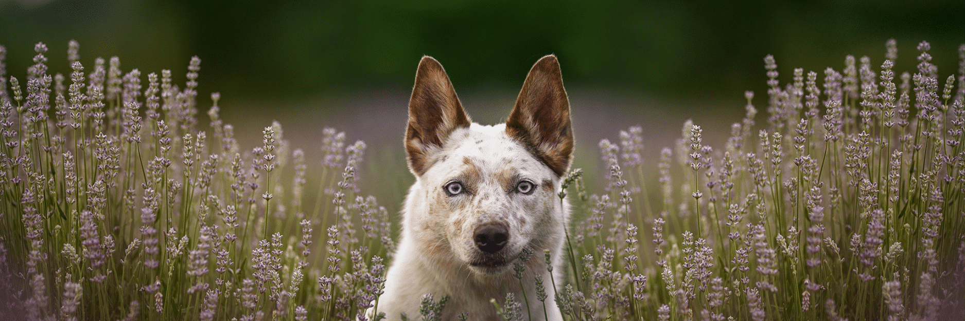 נוטריאנס Pork, Lamb & Duck Formula - מזון יבש לכלבים