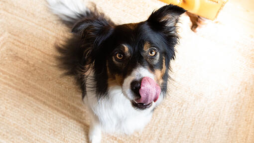 פרו פלאן Dog Food For Sensitive Digestion - מזון יבש לכלבים